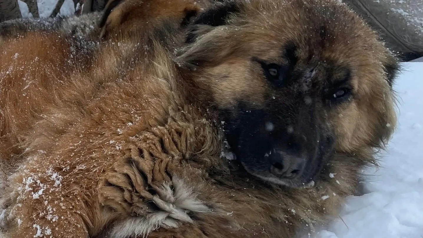 В Новом Уренгое бездомную собаку заживо замуровали в снегу | Ямал-Медиа