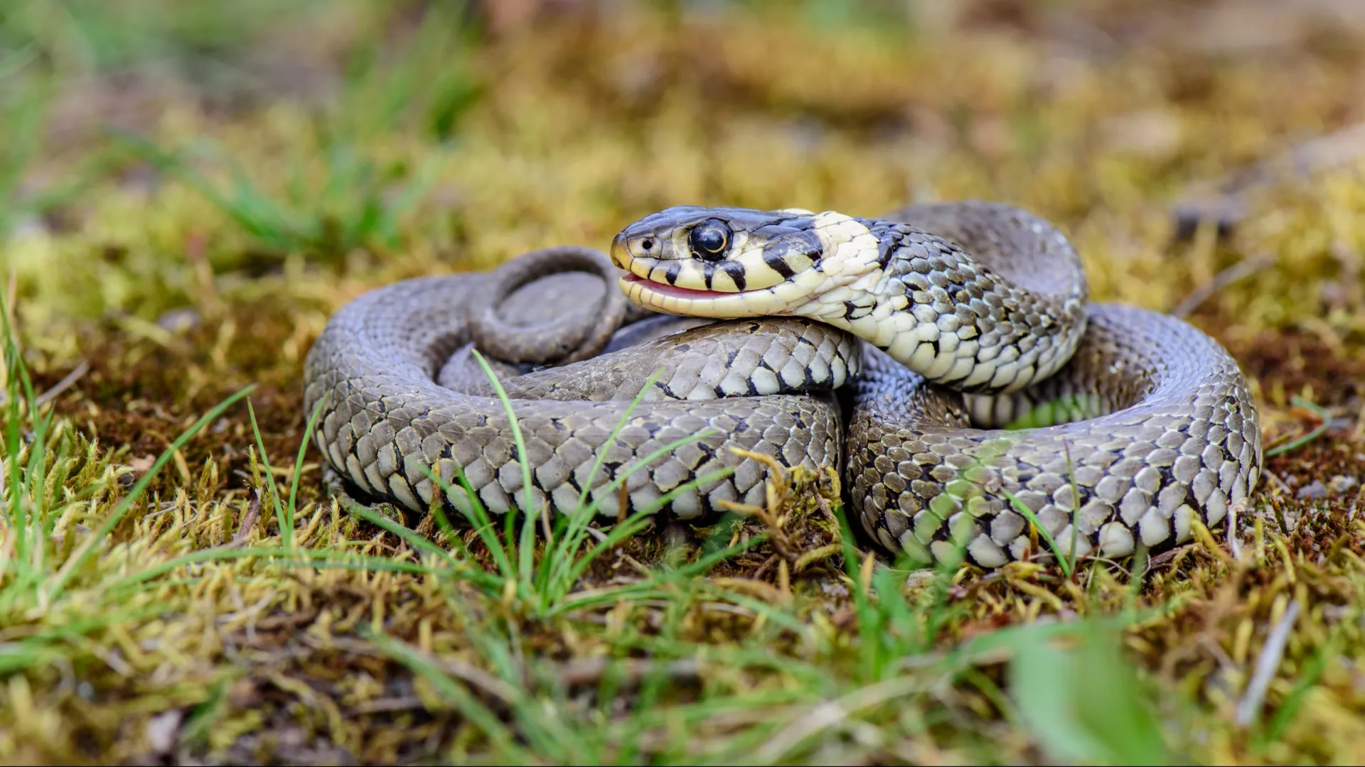 Фото: Vaclav Sebek/Shutterstock/Fotodom