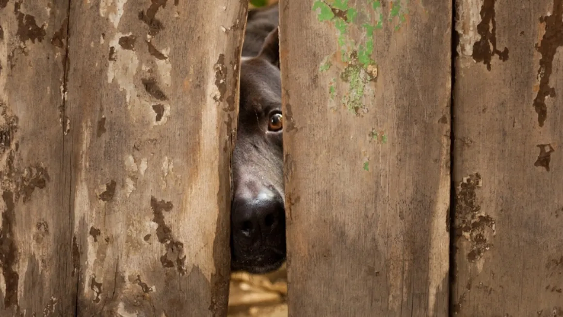 Фото: Agnieszka Jakubowicz/shutterstock.com/Fotodom