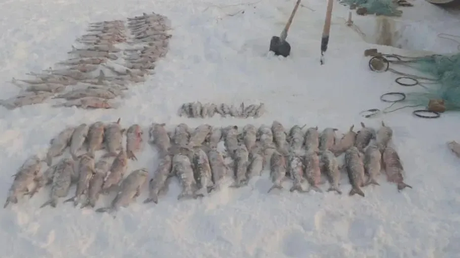 Добыча пойманных с поличным браконьеров. Фото: предоставлено службой по охране биоресурсов ЯНАО