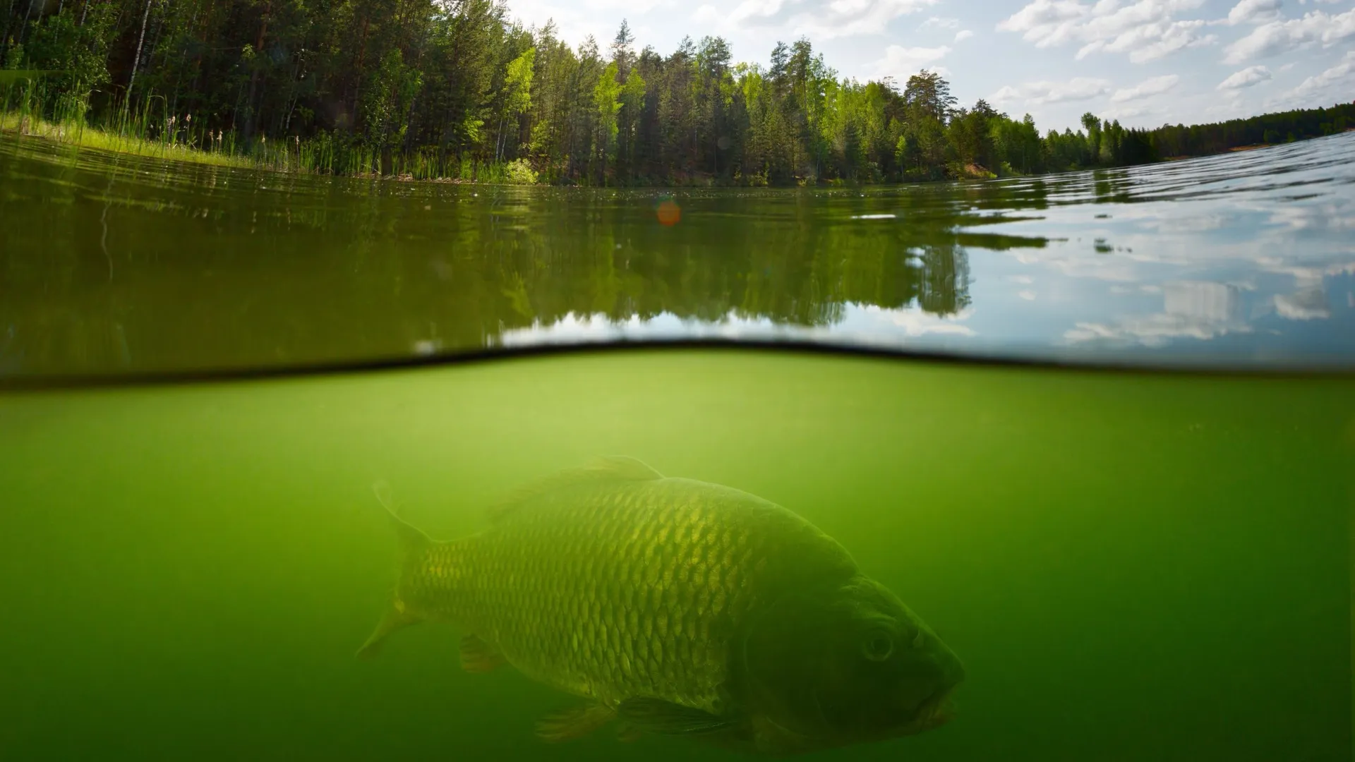 Фото: Dudarev Mikhail/Shutterstock/Fotodom