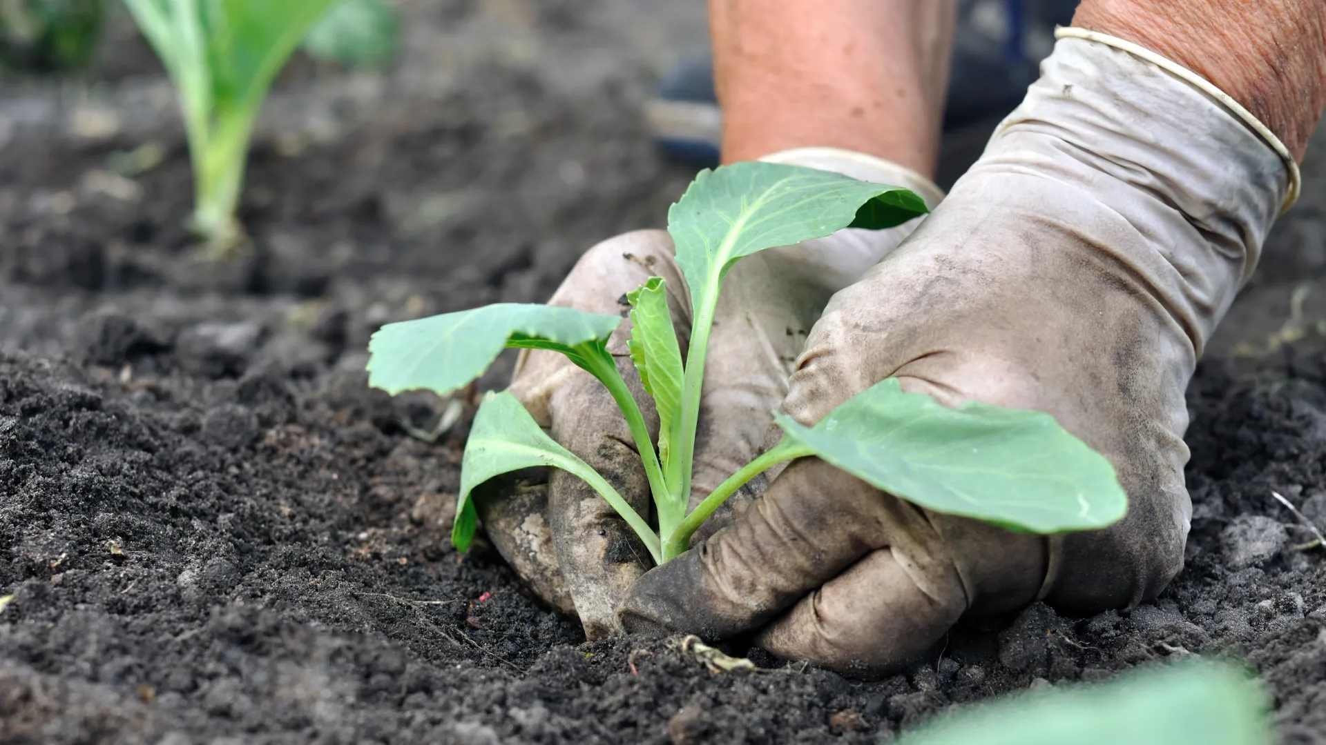 Высаживание капустной рассады — кропотливый труд. Фото: yuris/Shutterstock/Fotodom