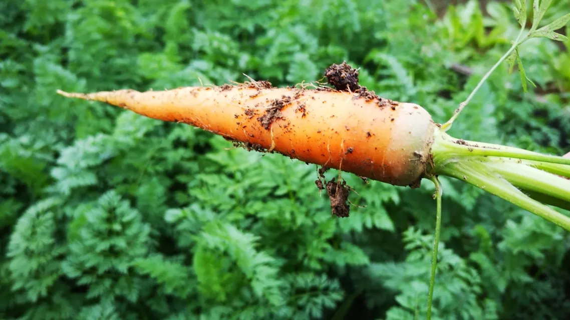 Урожай моркови 