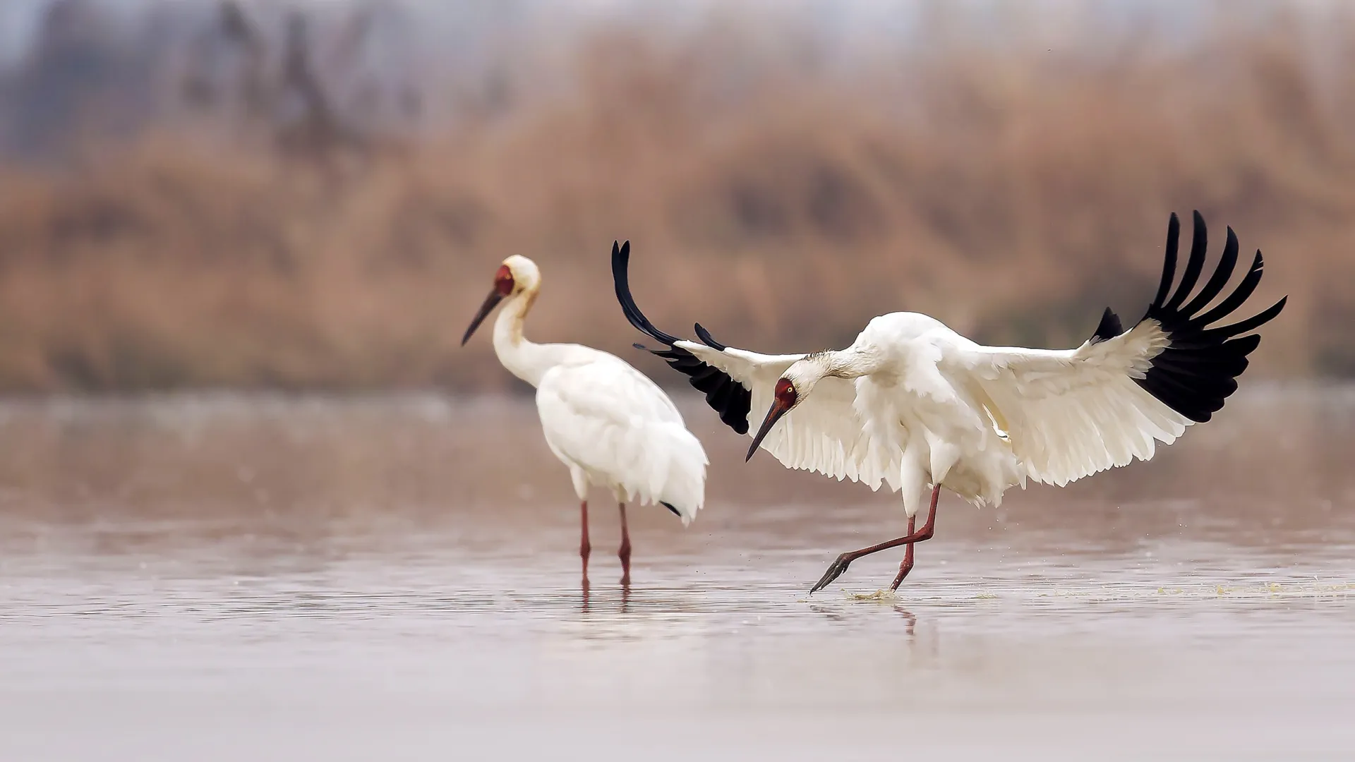 Размножению предшествуют брачные танцы. Фото: Wang LiQiang / Shutterstock / Fotodom