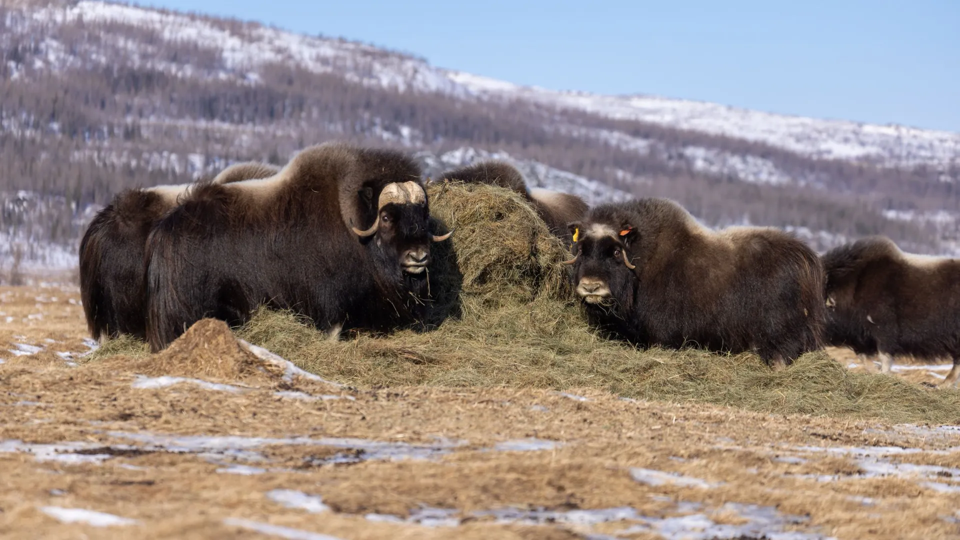 Овцебыки, или мускусные быки — главные обитатели парка. Фото: Федор Воронов / «Ямал-Медиа»