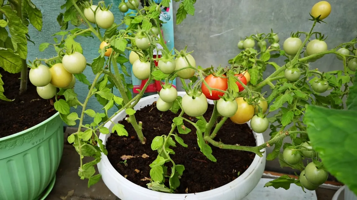 Урожай томатов черри в горшке