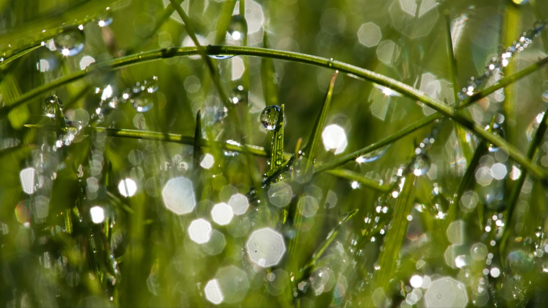Обильная роса на Марфу Рассадницу предвещала потепление и хороший урожай огурцов. Фото: fossey suzanne/Shutterstock/Fotodom