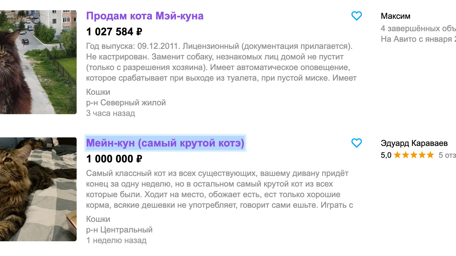 Жители Сургута выставили двух котов на продажу за два миллиона рублей |  Ямал-Медиа