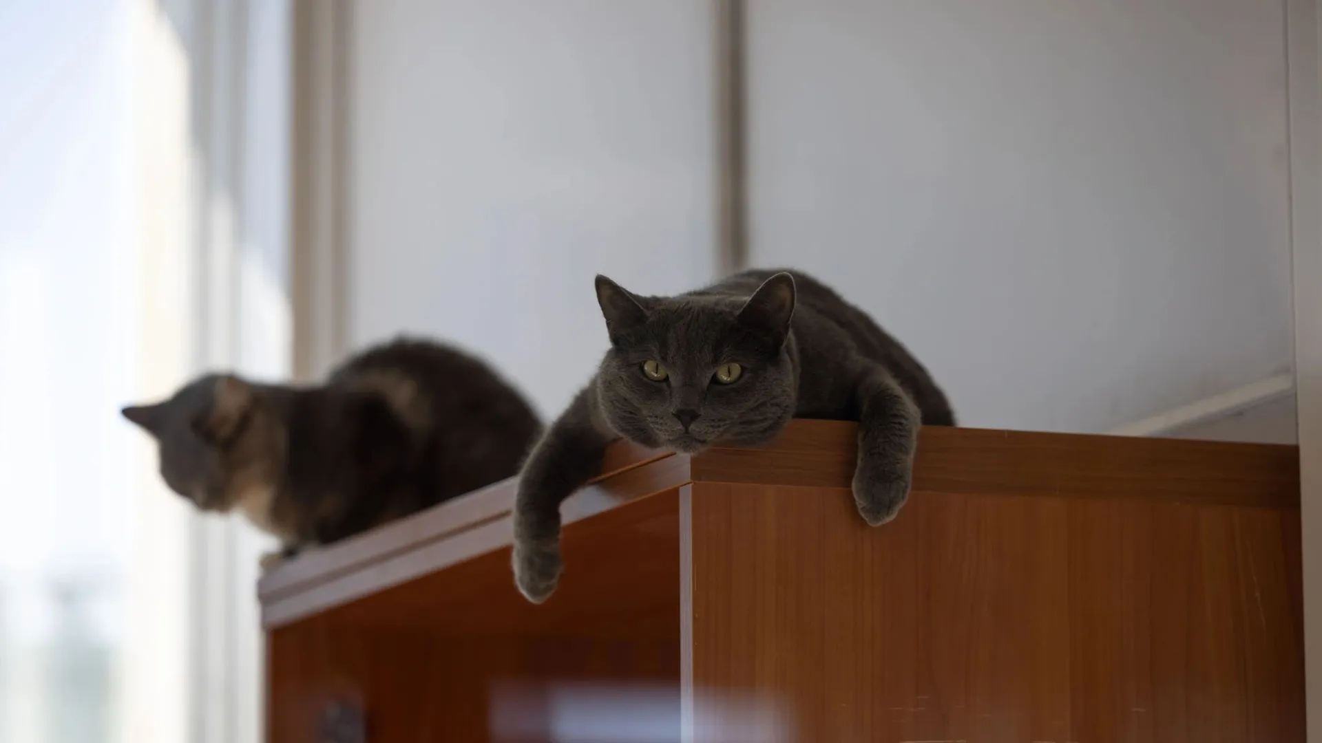 Возьми в лапки. Кот сидит на шкафу. Кот сидит в коридоре. Кот в неожиданном месте.