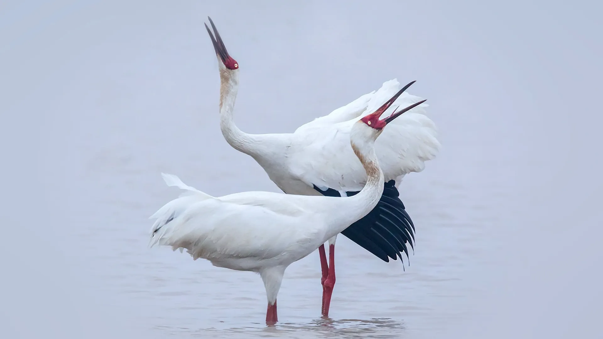 Водоемы обязательно нужны белым журавлям для жизни. Фото: Wang LiQiang / Shutterstock / Fotodom