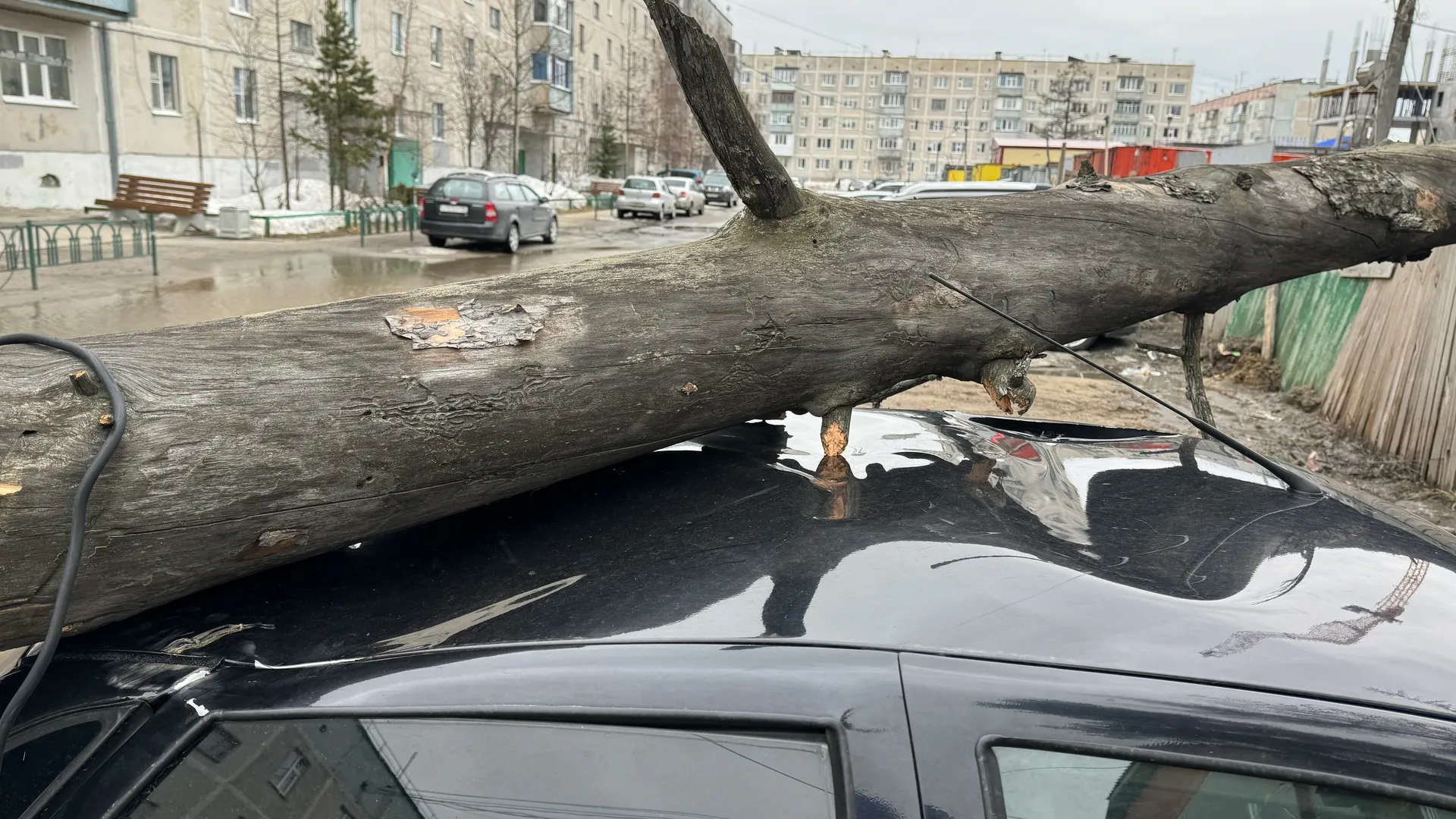 Дерево упало на крышу легковушки в Ноябрьске | Ямал-Медиа