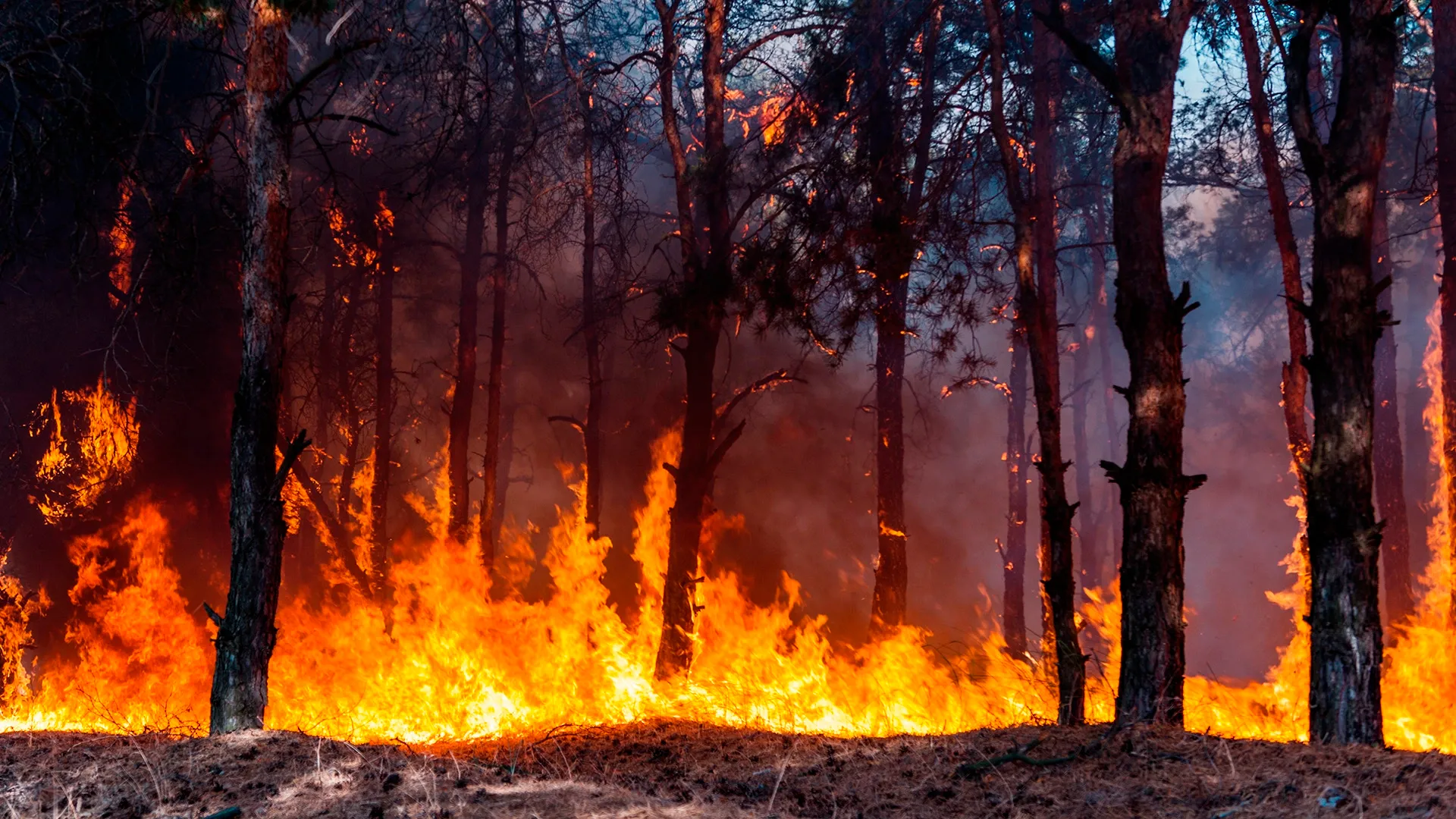 Мокрые леса загорались величественными багряными. Пожар в лесу. Лес в огне. Природные пожары. Горящий лес.