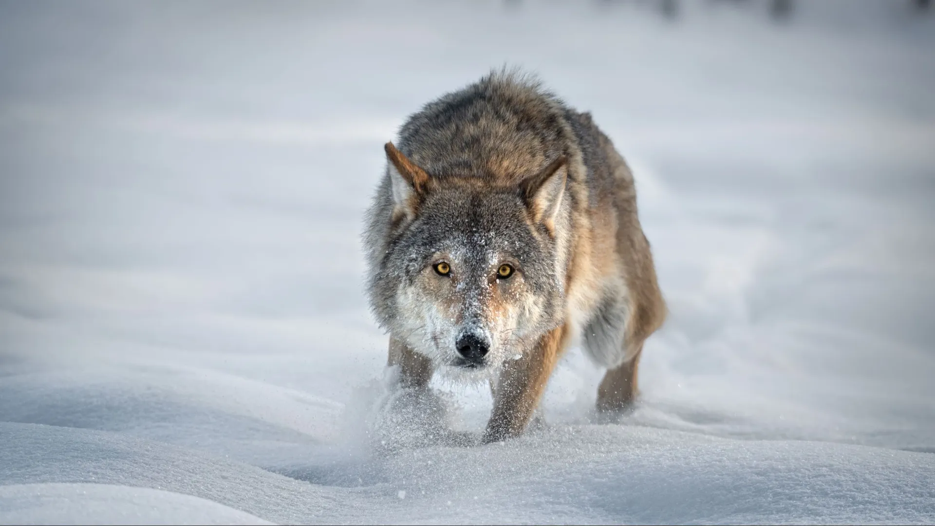 Фото: Vlad Sokolovsky/Shutterstock