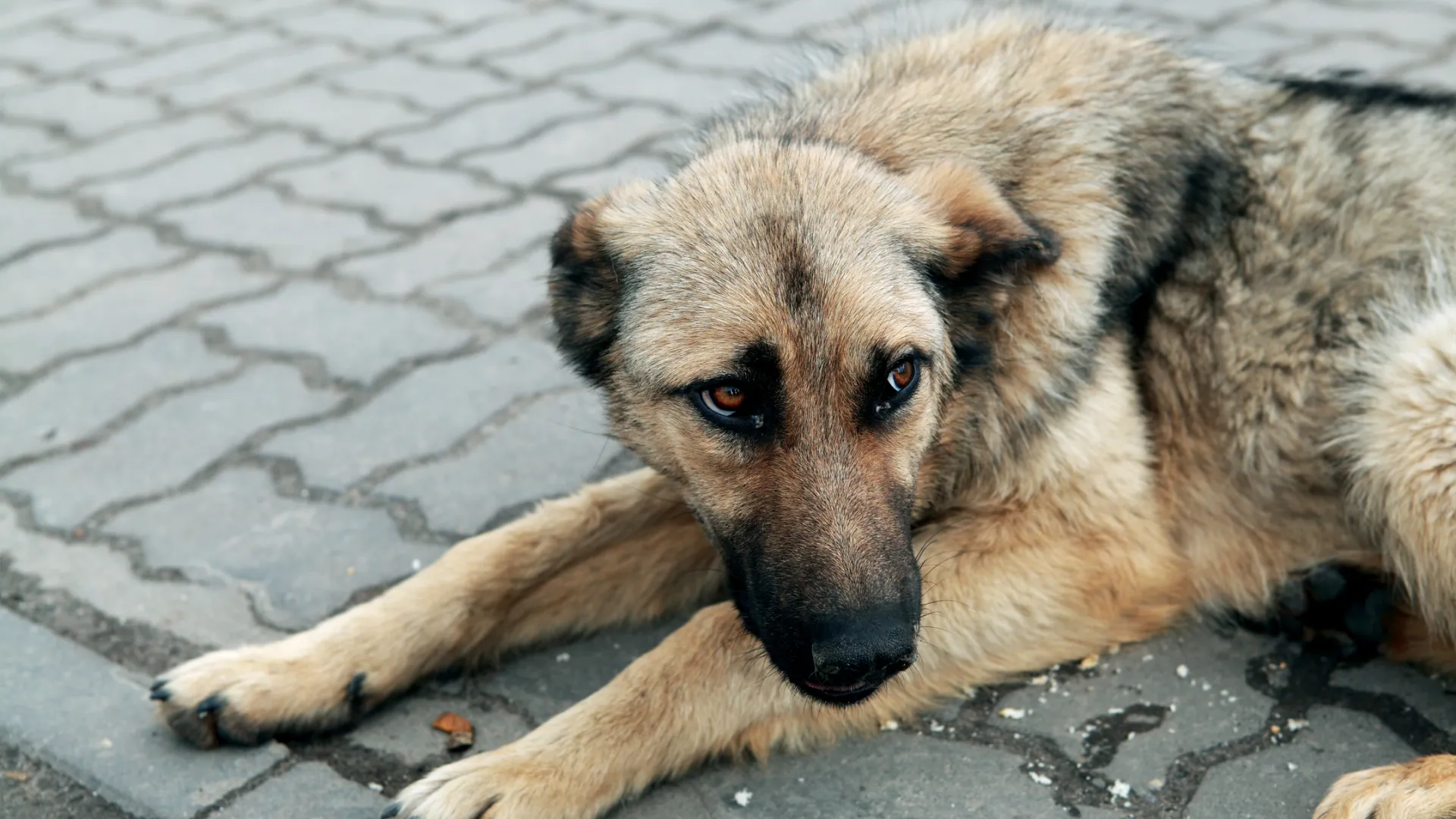 Фото: Olha Rohulya/Shutterstock/Fotodom