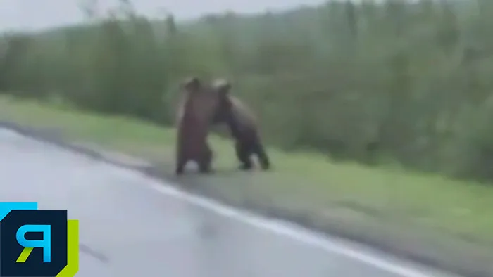 Медведи устроили «борьбу» прямо на дороге в Тазовском районе