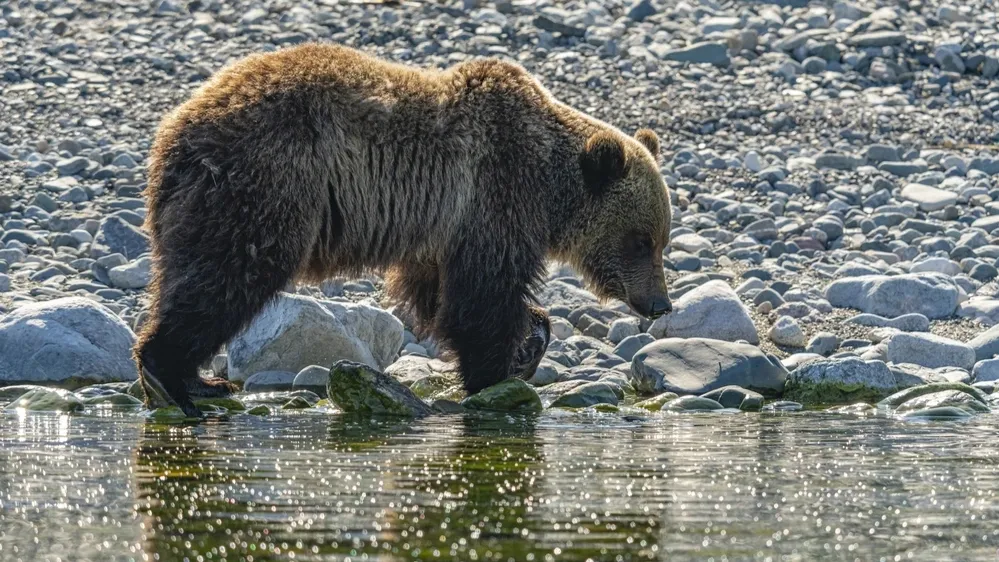 Фото: Ruslan Gubaidullin/Shutterstock/Fotodom