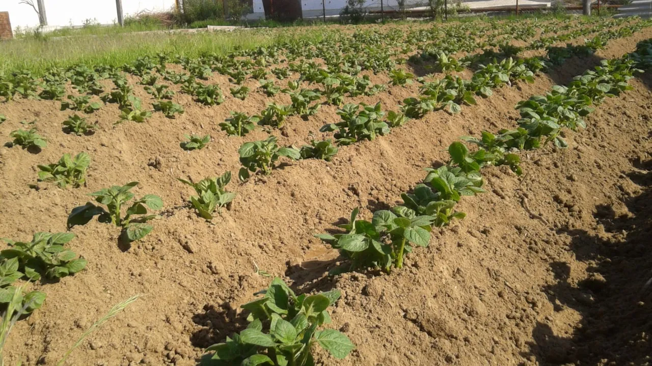Грядки картофеля на огороде в ЯНАО