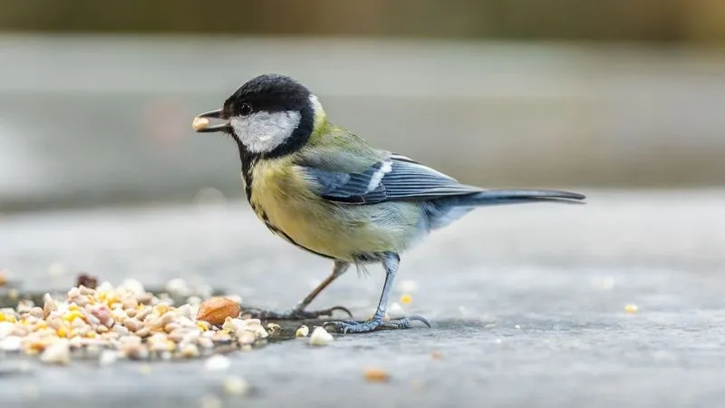 Фото: Cees van Vliet/Shutterstock/Fotodom