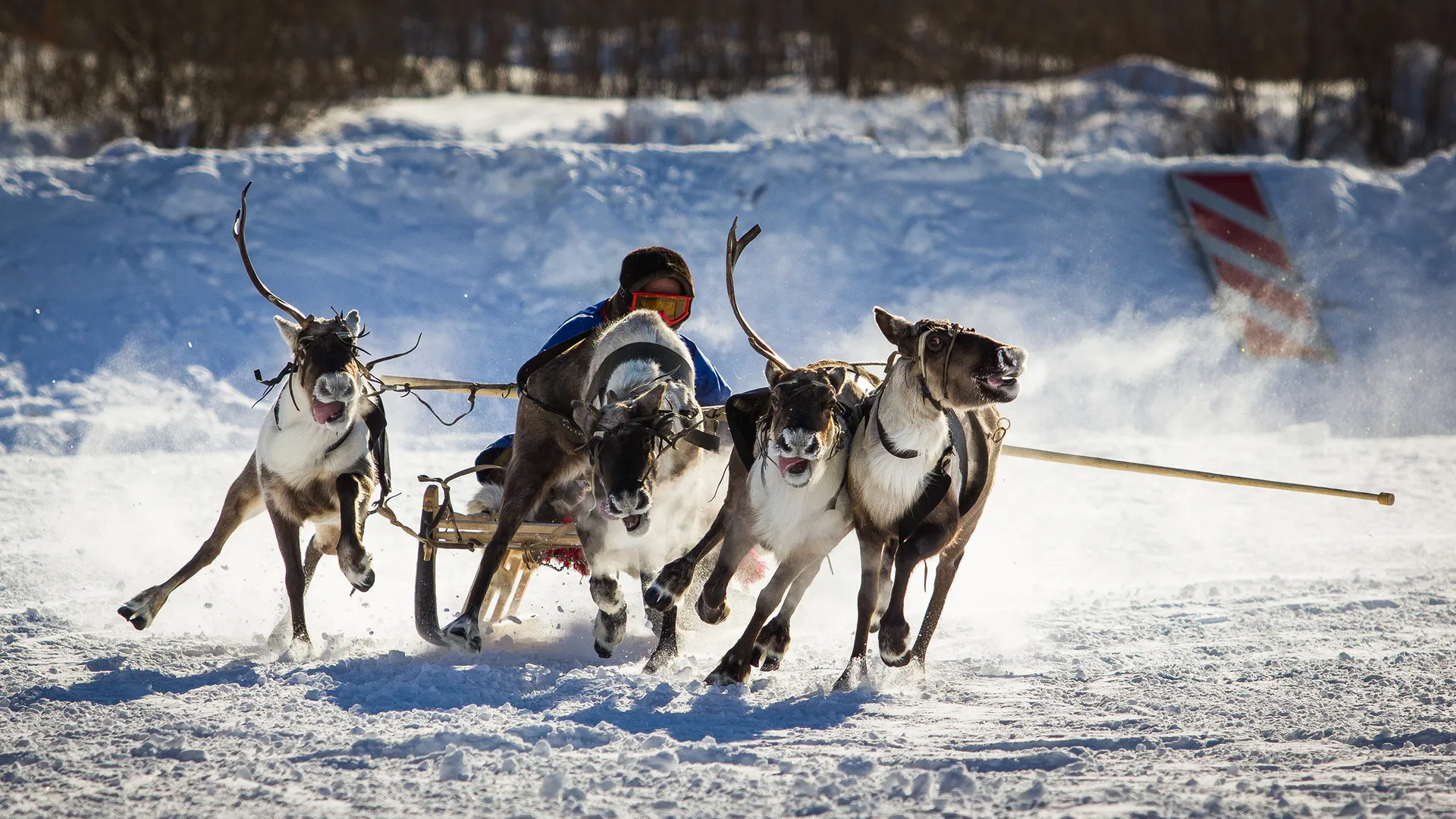 Фото: evgenii mitroshin/Shutterstock.com