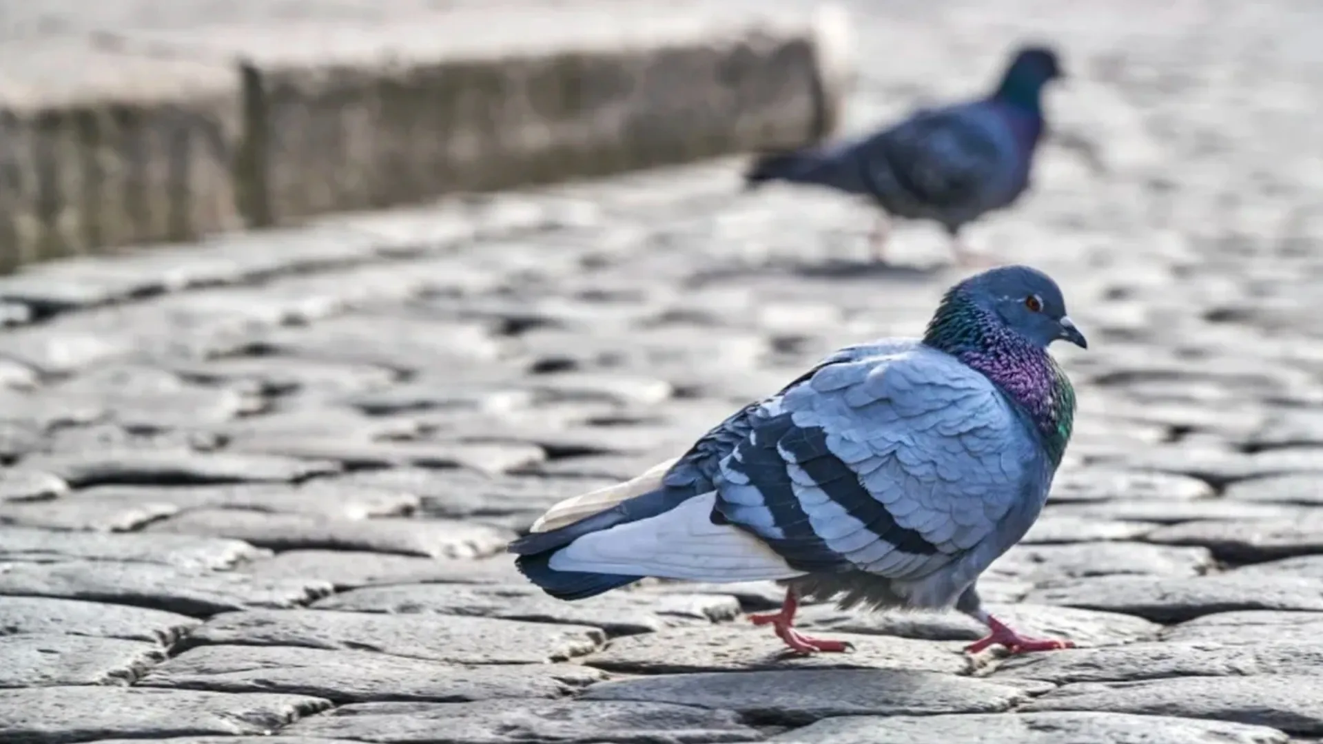 Голубь без крыльев. Сизый голубь. Columba Livia. Сизый голубь птицы. Сизая Горлица.