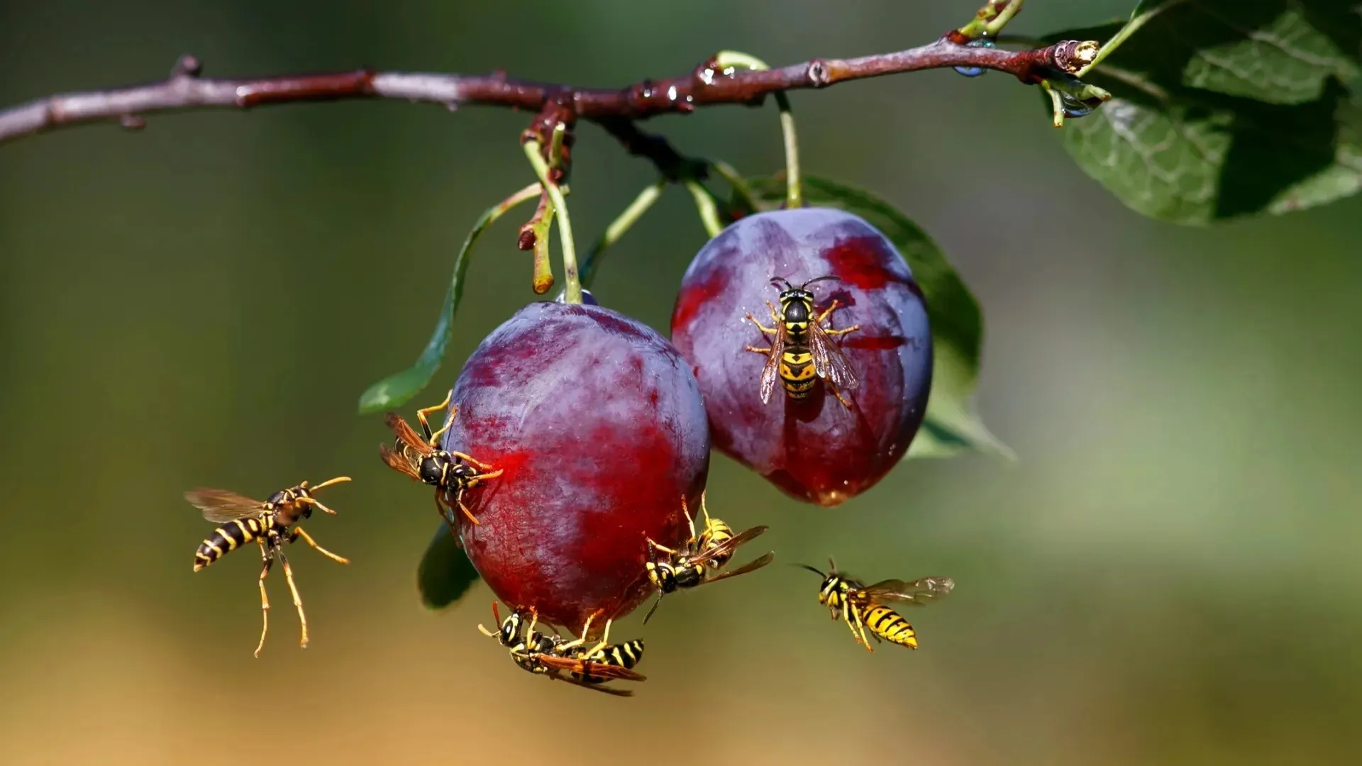 Фото: Bachkova Natalia / Shutterstock / Fotodom