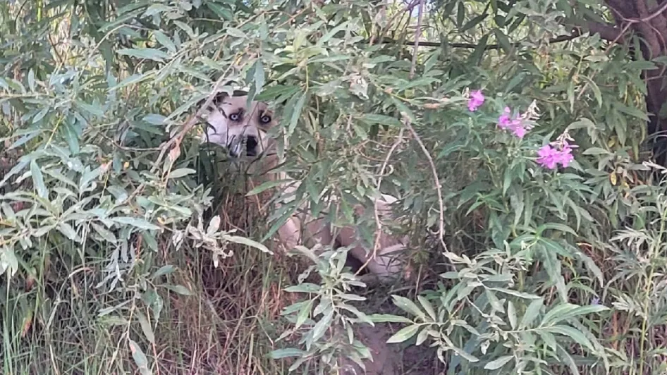 Собака подкарауливала своих жертв, затаившись в кустах. Фото: «Подслушано в Салехарде», «ВКонтакте»
