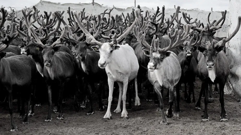 Олени смотрели с любопытством и страхом на то, как обучают непослушного быка. Фото: архив «Ямал-Медиа»