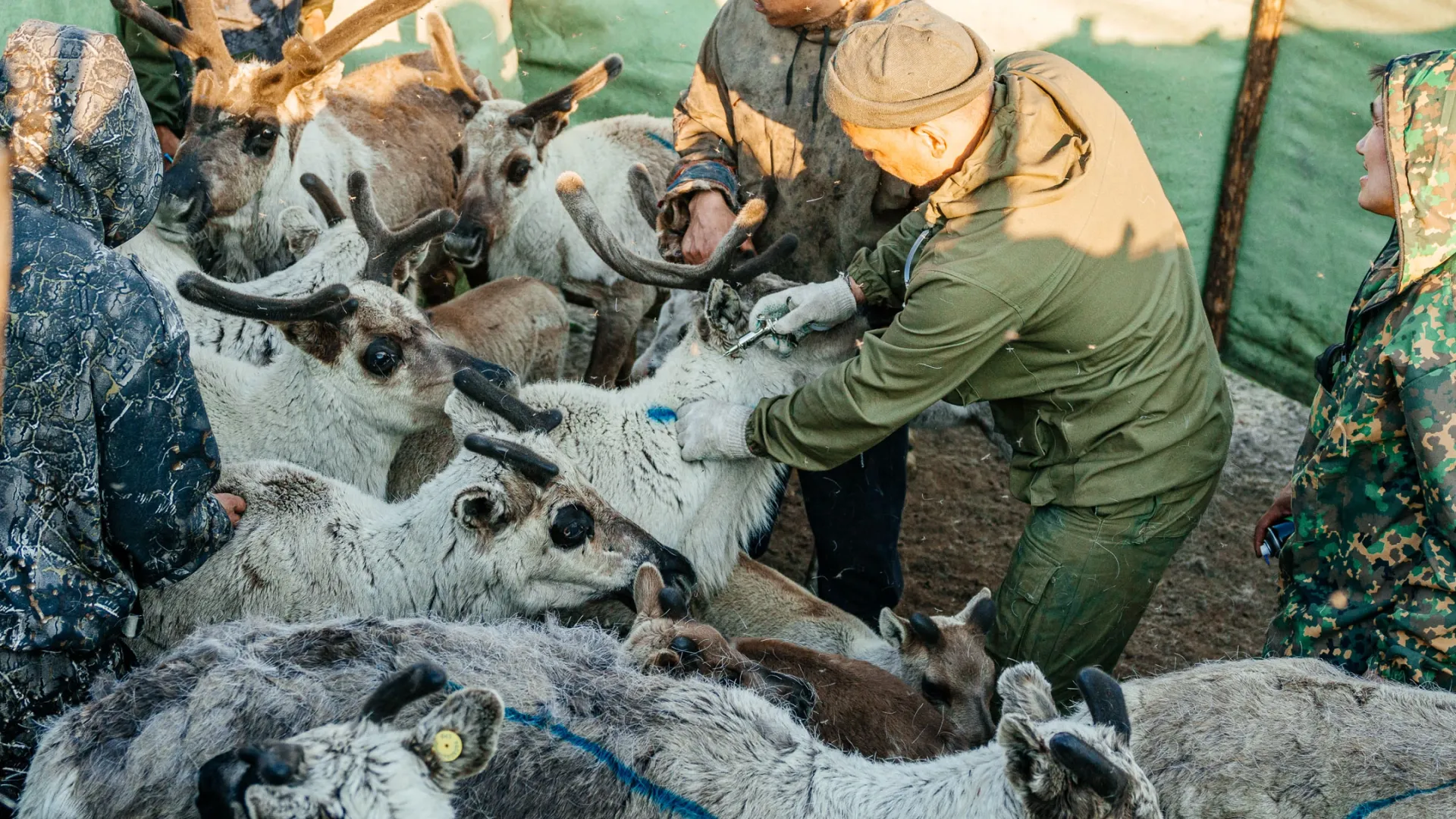 Рустам Кучуков вводит оленю вакцину в прививочной зоне. Фото: Юлия Чудинова