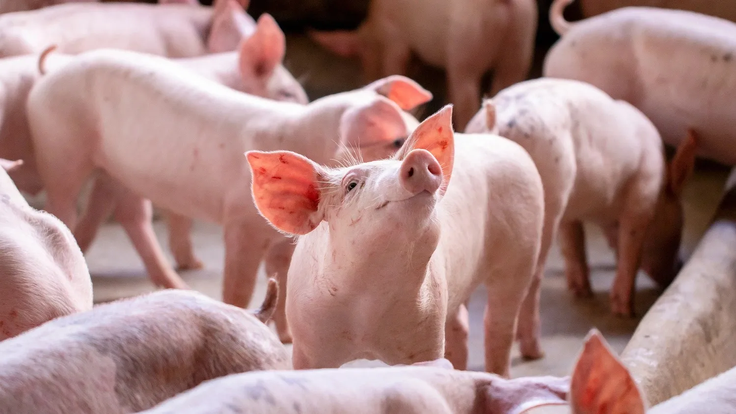 Производительность свинофермы — 515 голов в год. Фото: shutterstock.com