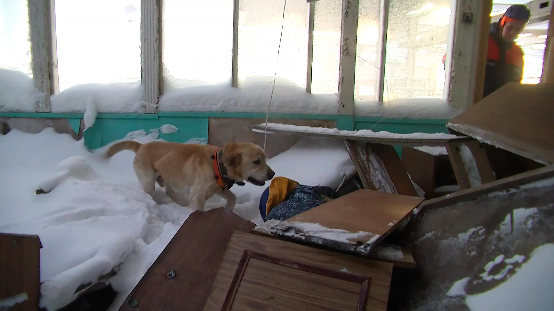 В Ноябрьске спасатели провели учения со служебными собаками