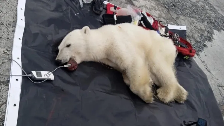 Операция по спасению белой медведицы прошла успешно благодаря опыту Ямала. Фото: пресс-служба губернатора ЯНАО