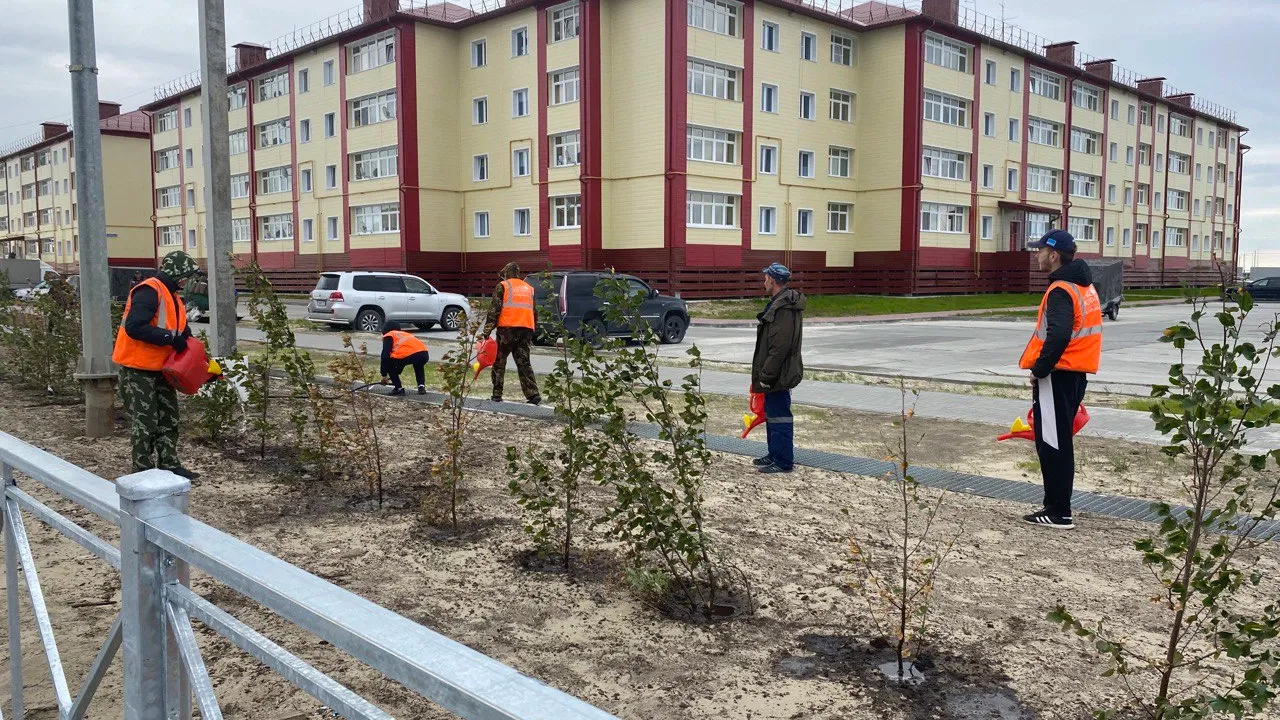 В Тазовском идет озеленение. Фото: Анастасия Ульянова / КРАСНЫЙ СЕВЕР