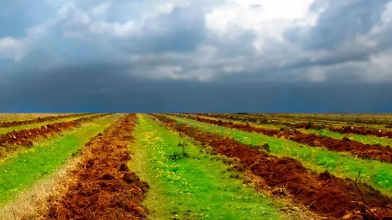 100 гектаров на безвозмездной основе – в поддержке сельского хозяйства власти Курганской области переходят от слов к делу 