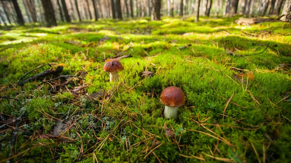 Под Ноябрьском в лесу потерялся грибник. Bogdan Yakuba / Shutterstock.com