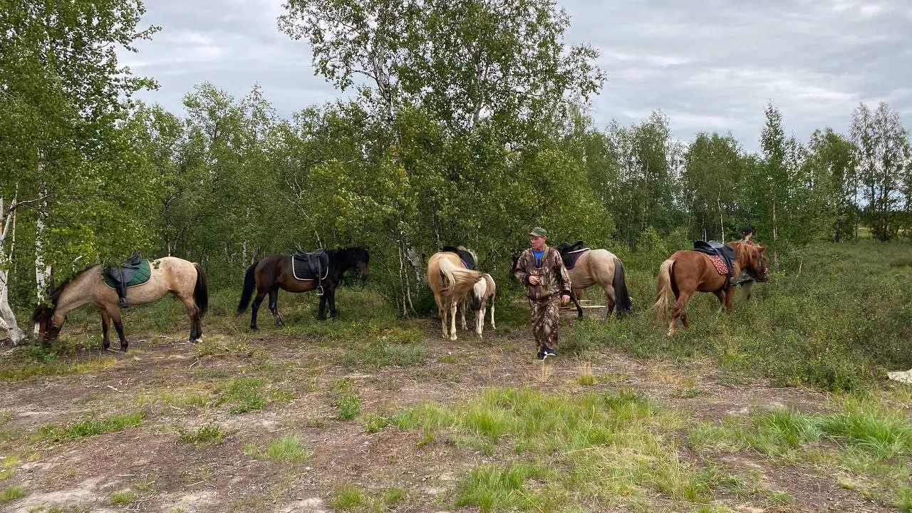 Лошади отдыхают. Фото: Юлия Власова/«Ямал-Медиа»