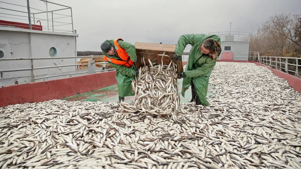 Работа ямальских рыбаков. Фото: Дмитрий Артюхов, Telegram