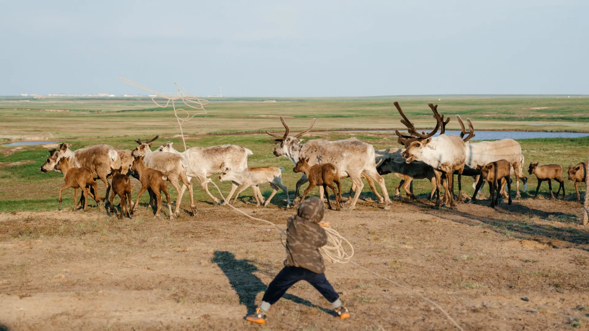 Молодежь помогает арканить оленей. Фото: Юлия Чудинова