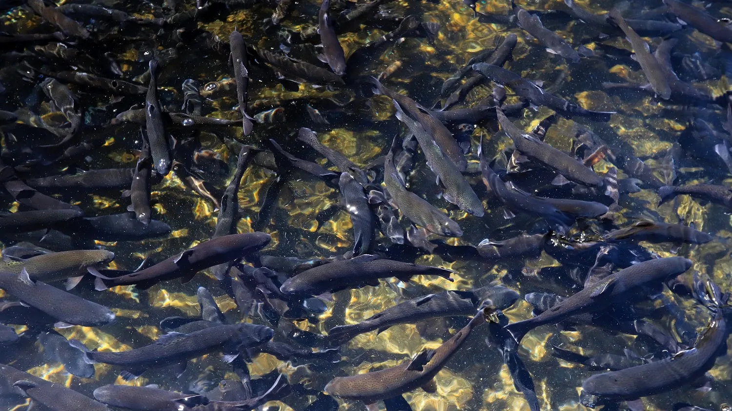 Форелевое производство в Надыме позволит снабжать ямальцев свежей рыбой. Фото: Sean Lema / shutterstock.com