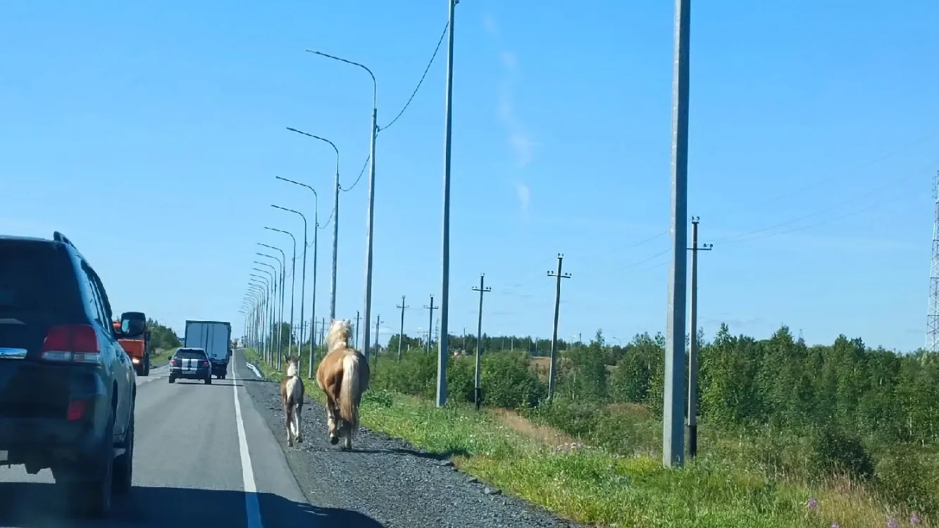 Беглые лошади замечены на подступах к столице округа. Фото: «Подслушано в Салехарде», «ВКонтакте»