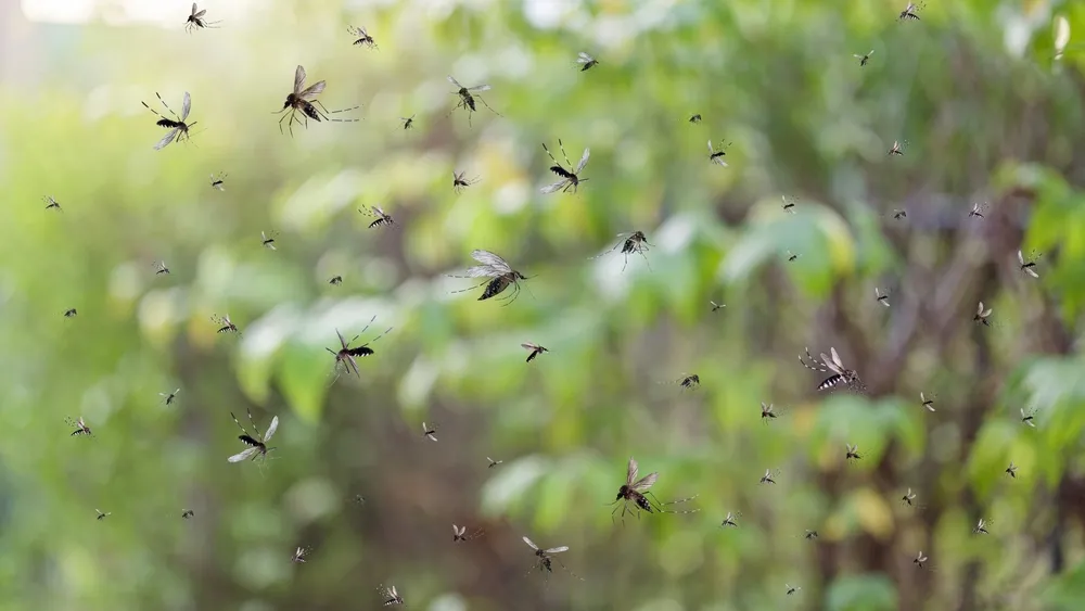 В Салехарде обработали инсектицидом сквер. Фото: Kwangmoozaa / Shutterstock.com