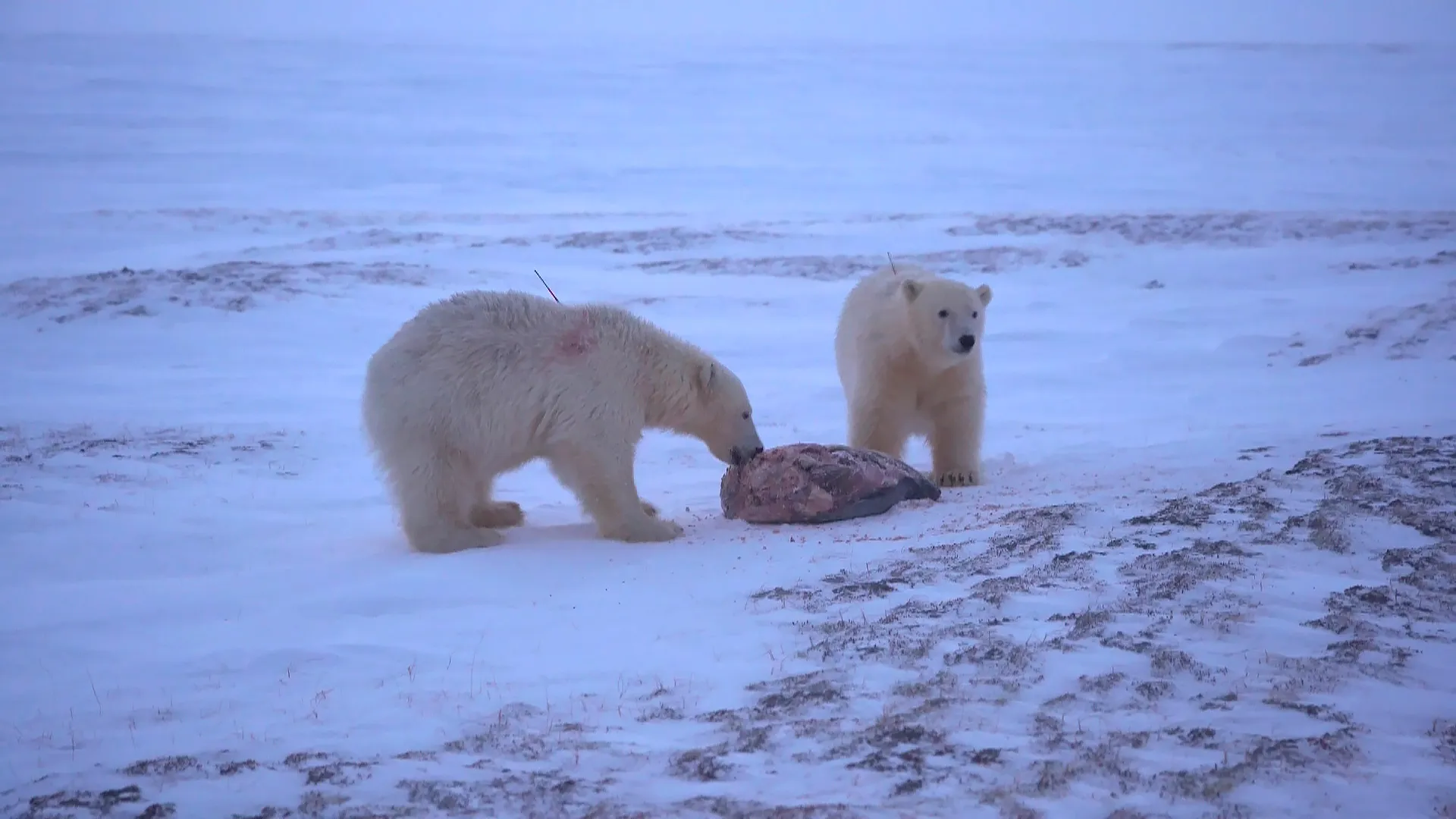 Блогер-экстремал отправится на поиски пропавших на Ямале белых медведей