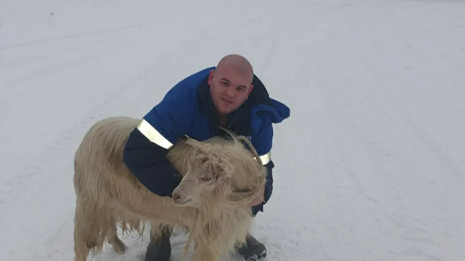 Житель Ноябрьска рассказал, как спасал козу от бродячих собак