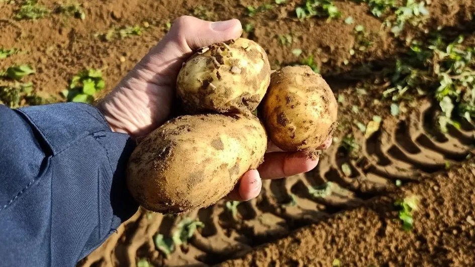 Картофель, которому не страшны заболевания, будет востребован сельхозпроизводителями. Фото: КРАСНЫЙ СЕВЕР