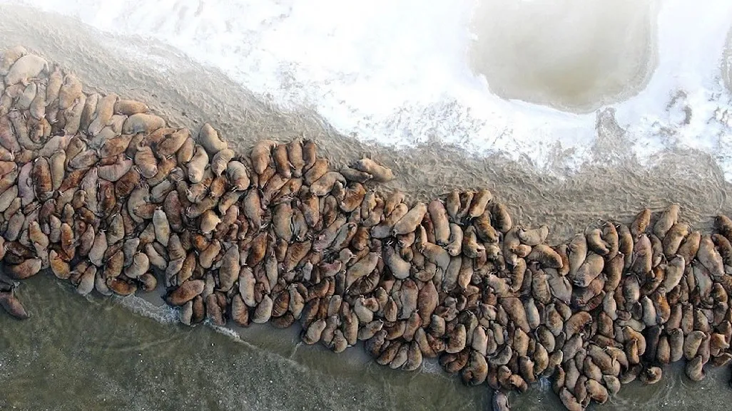 В короткое предзимье на «пляже» моржей становится по-настоящему тесно. Фото из архива Александра Соколова