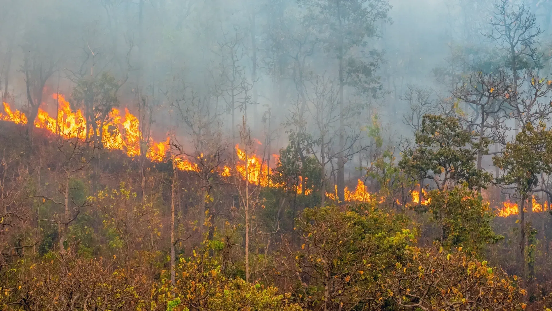Эксперты отмечают, что наиболее частая причина возгораний в лесах - это человеческий фактор. Фото: Toa55 / shutterstock.com