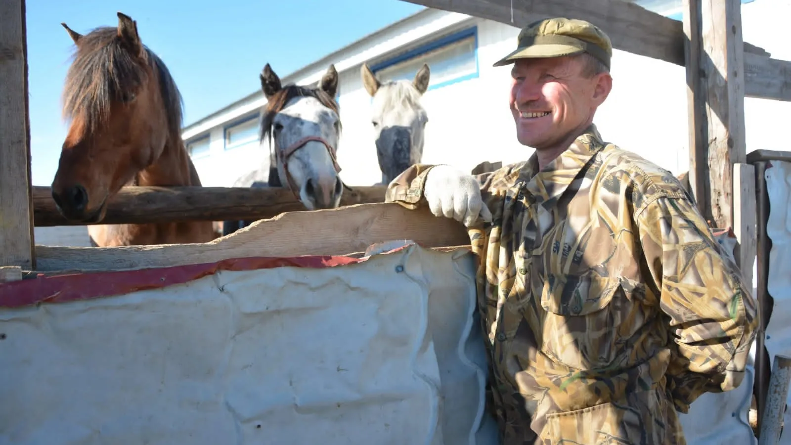 На территории Ямала насчитывается всего 75  лошадей приобской породы. Фото: архив департамента АПК ЯНАО