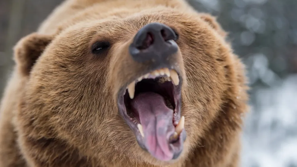 Бурый медведь. Фото: Volodymyr Burdiak / Shutterstock.com