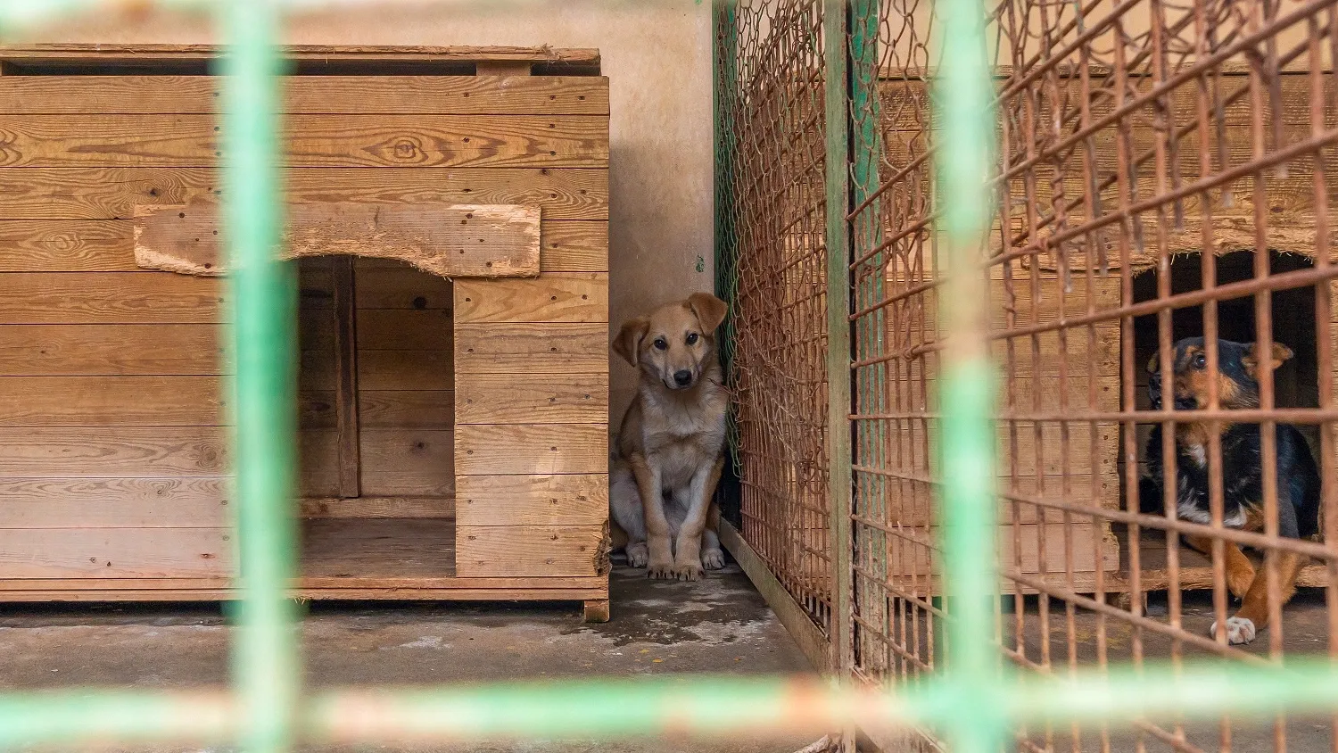 На Ямале подсчитали беспризорных псов, попавших в приюты. Фото: shutterstock.com
