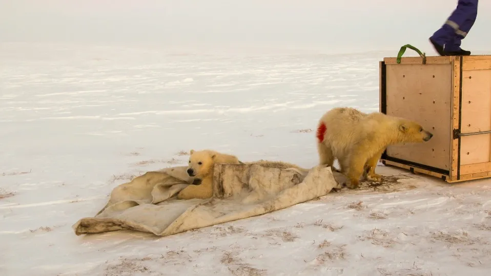В первый раз белых медвежат вывезли за 100 км, во второй уже дальше — за 300 км. Фото: предоставлено ООО «Газпром добыча Надым»