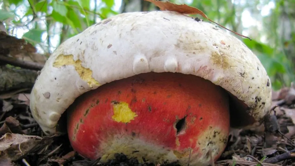 Фото: Hannibal/Shutterstock/Fotodom